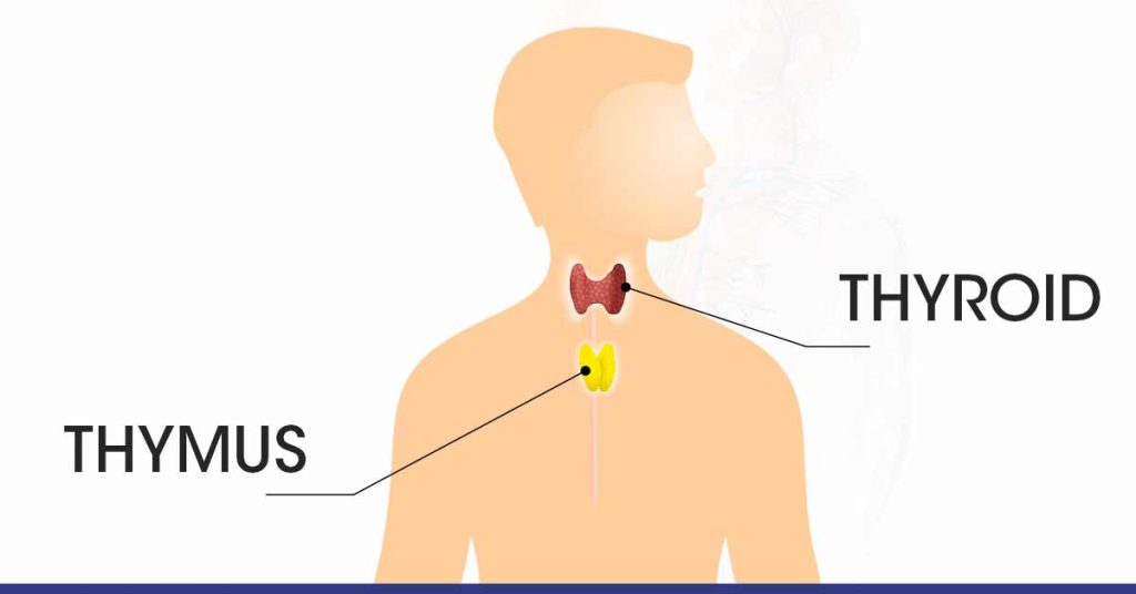 thymus vs thyroid